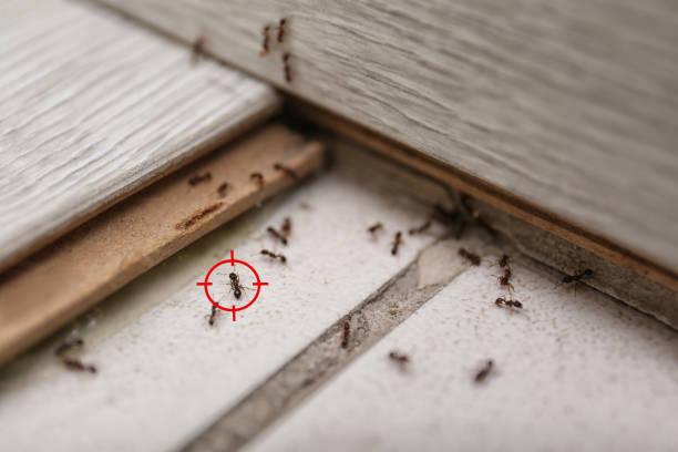 Best Best Pest Control Companies  in Spearville, KS