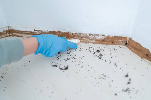 Reliable Spearville, KS Pest Control Solutions